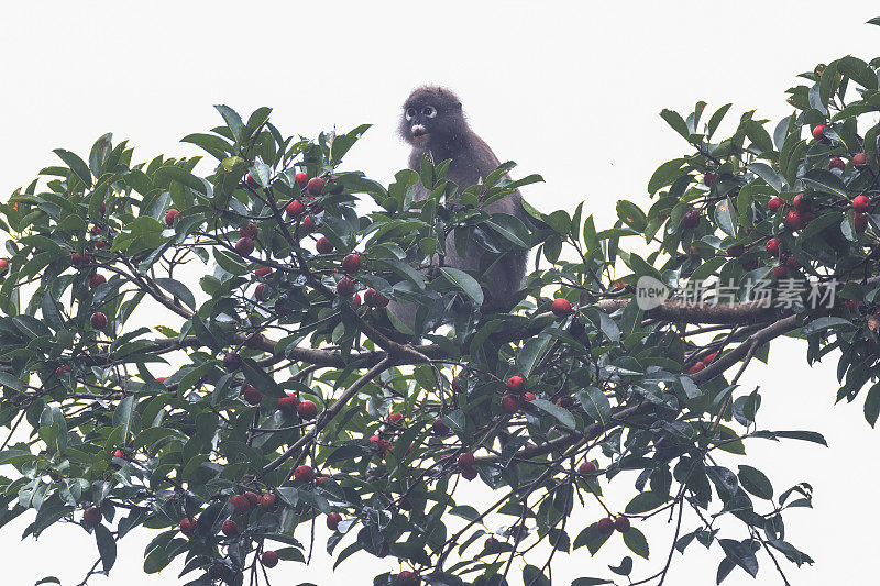 动物:成年黑叶猴(Trachypithecus obscurus)，也被称为眼镜叶猴或眼镜叶猴。